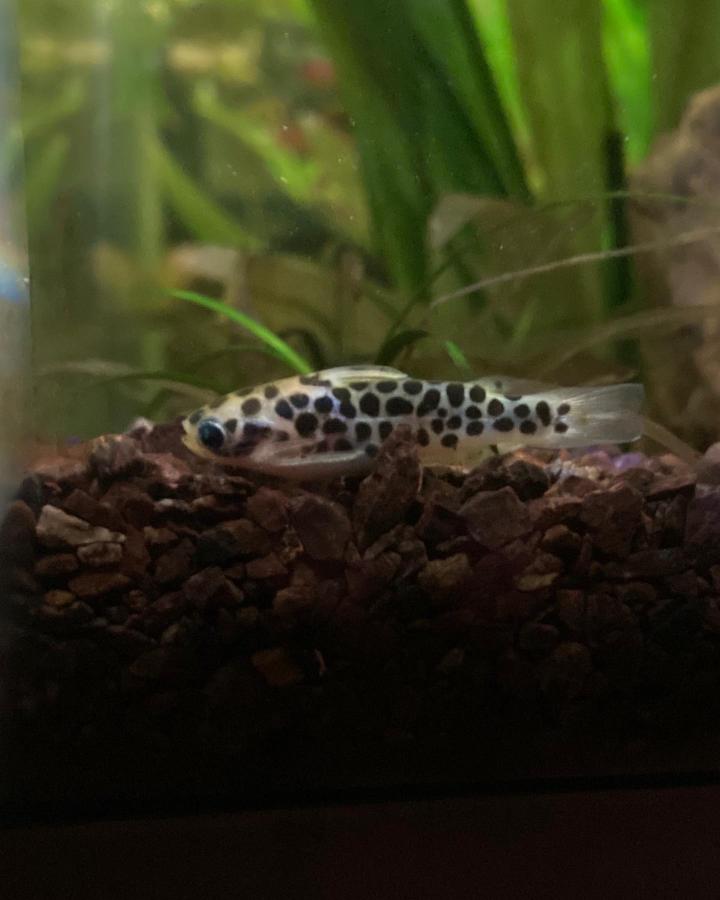 Honeycomb Tatia Catfish Appearance