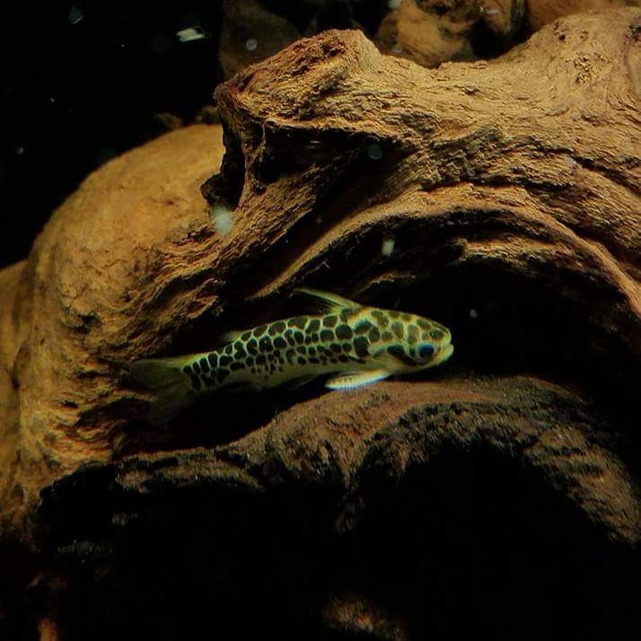 Honeycomb Tatia Catfish Behavior & Temperament