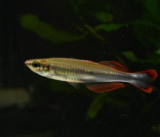 Madagascar Rainbowfish Aquarium Setup