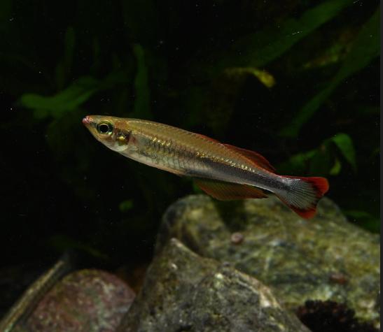 Madagascar Rainbowfish Food & Diet