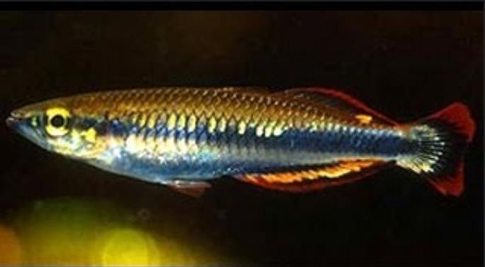 Madagascar Rainbowfish Madagascar rainbowfish Tank Mates