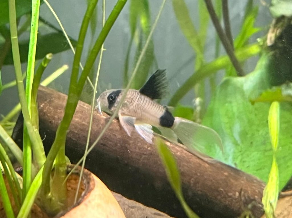 Panda Cory Food & Diet