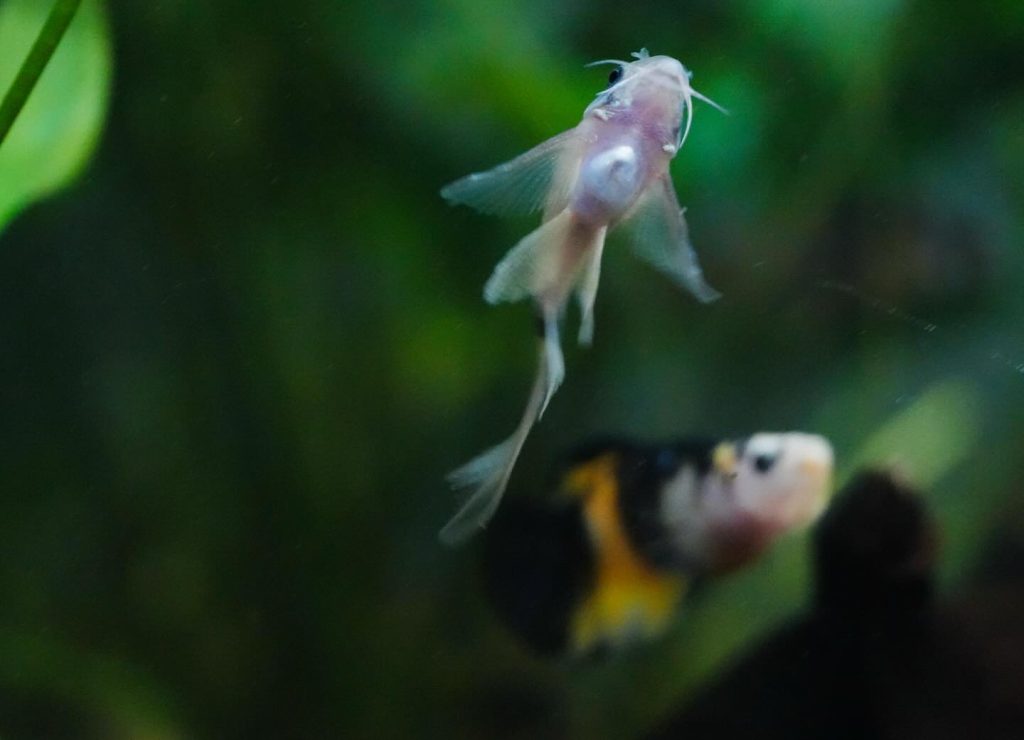 Panda Cory Panda cory Tank Mates