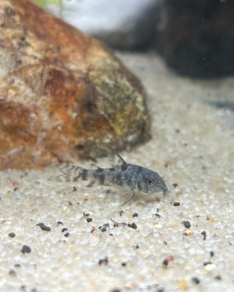 Peppered Corydoras Behavior & Temperament