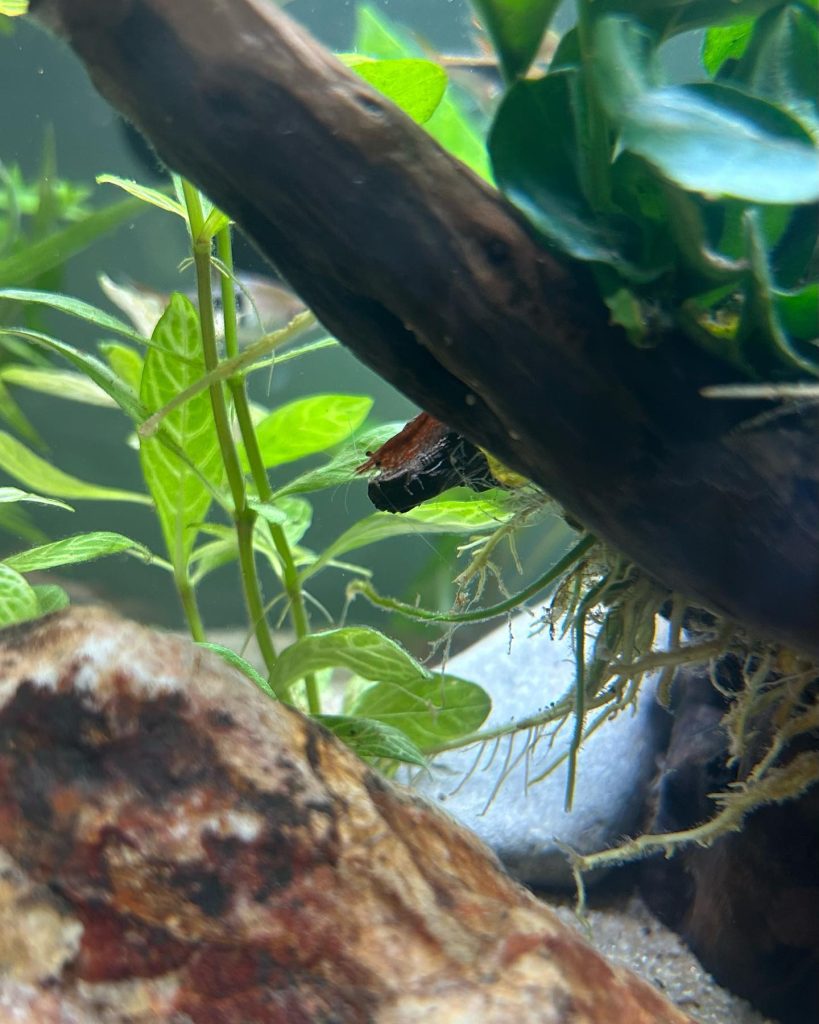 Peppered Corydoras Food & Diet