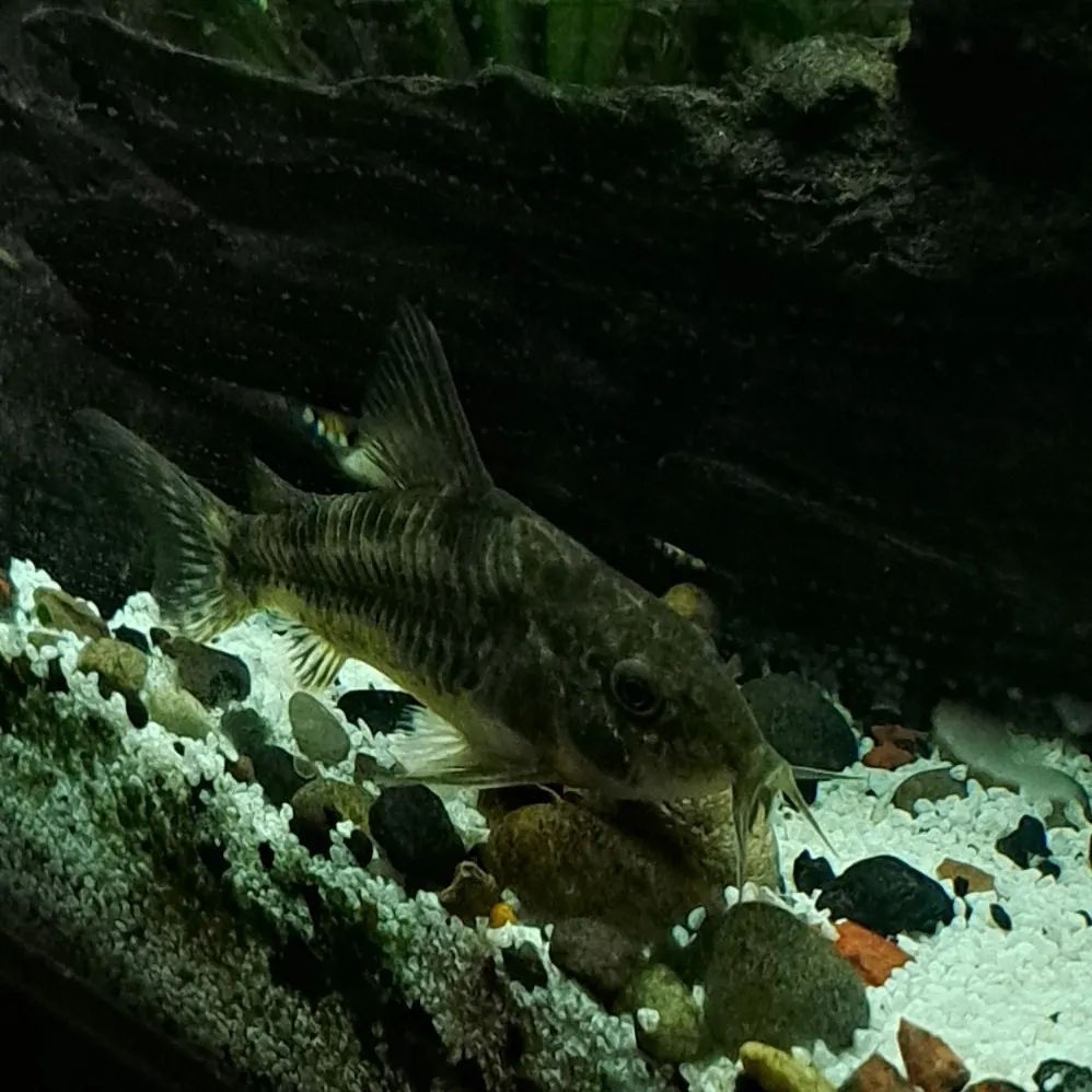 Peppered Corydoras Peppered corydoras Tank Mates