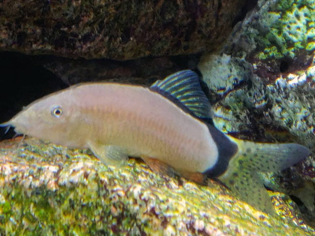 Skunk Botia Appearance