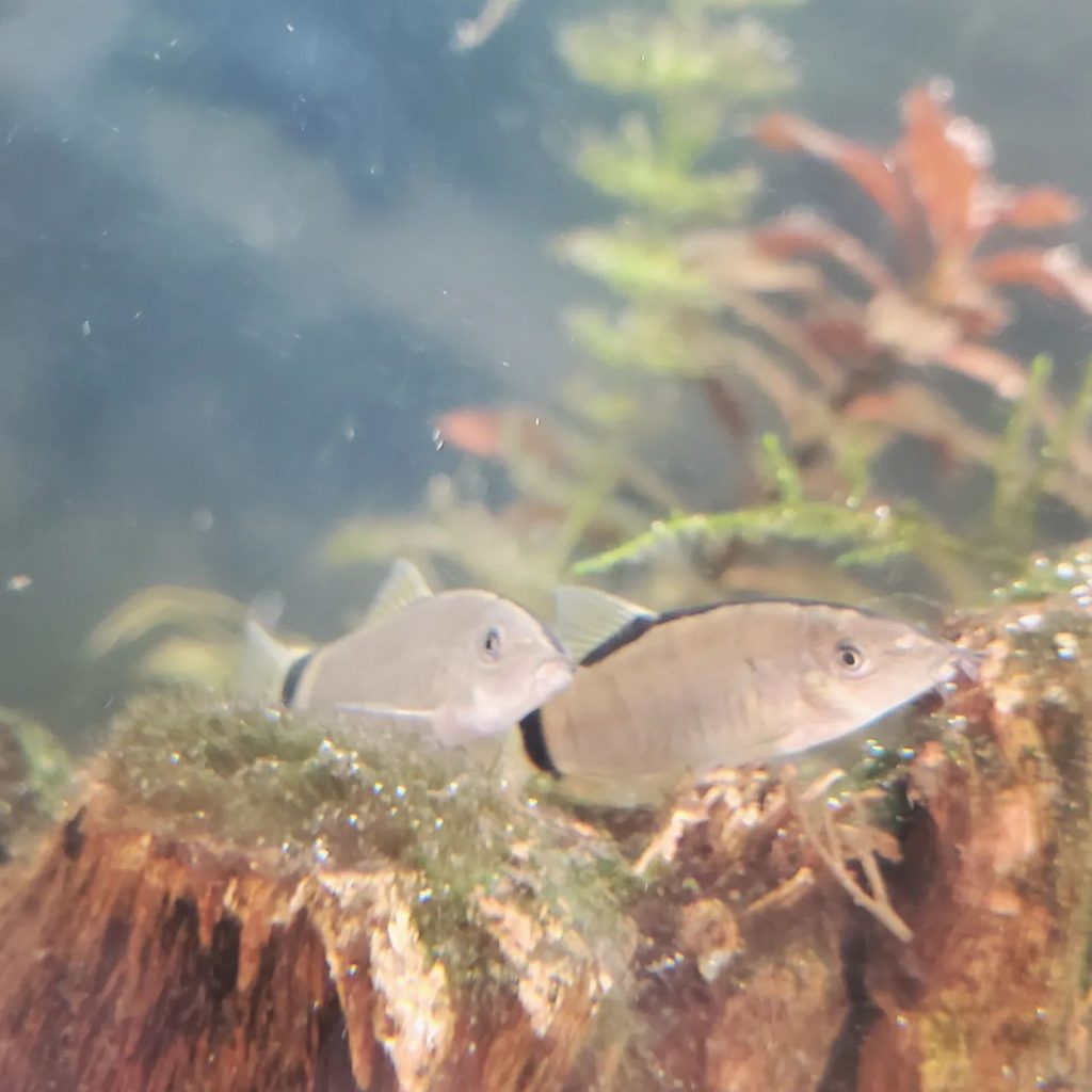 Skunk Botia Breeding Skunk Botia in Aquarium
