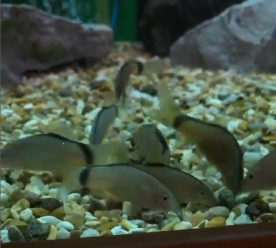 Skunk Botia Aquarium Setup