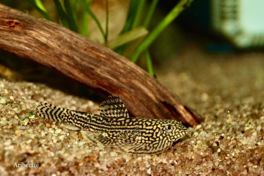 Tiger Hillstream Loach Aquarium Setup