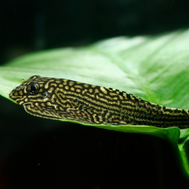 Tiger Hillstream Loach Are Tiger hillstream loach Easy To Keep