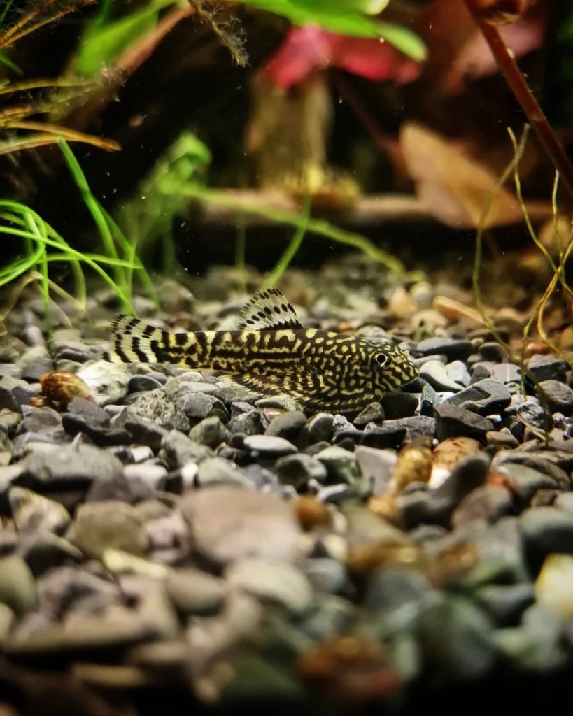 Tiger Hillstream Loach Behavior & Temperament