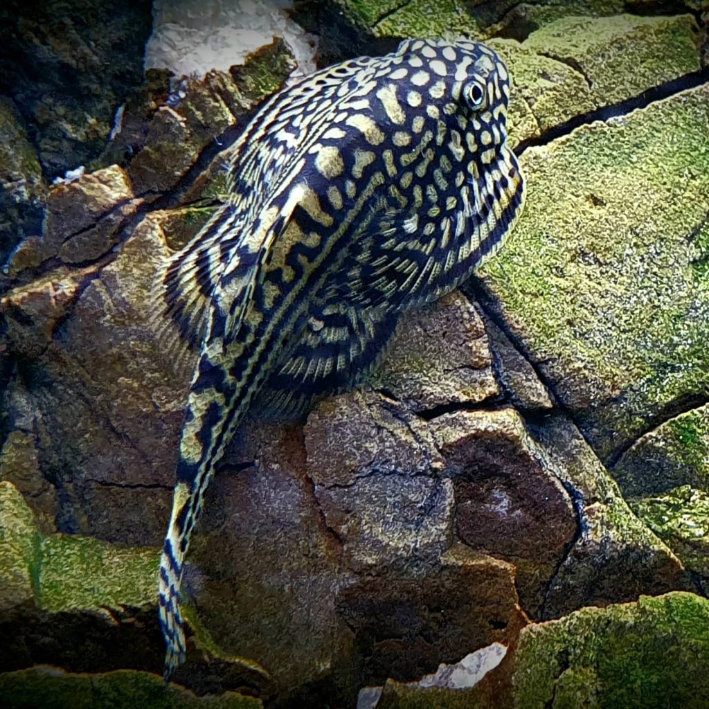 Tiger Hillstream Loach Breeding Tiger hillstream loach In Aquarium
