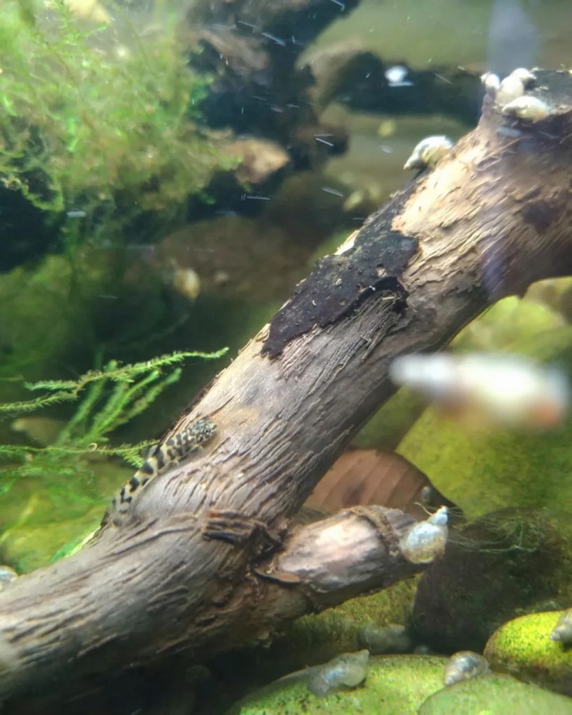 Tiger Hillstream Loach Sexing Male vs Female