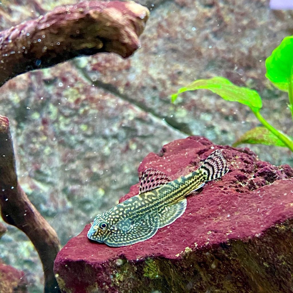 Tiger Hillstream Loach Tiger hillstream loach Tank Mates