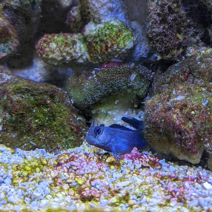 Zebra Blenny Common Possible Diseases & Prevention