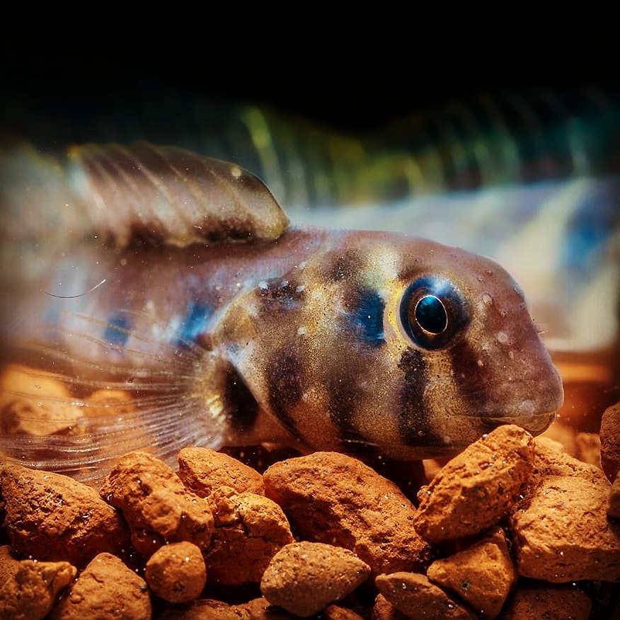 Zebra Blenny Food & Diet