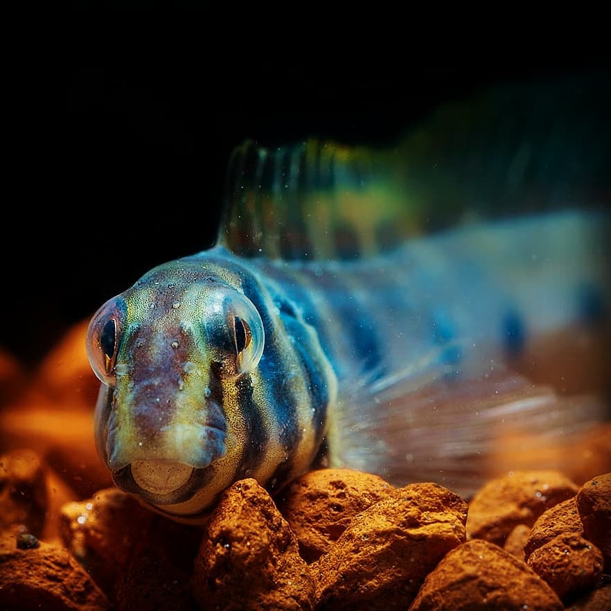 Zebra Blenny Sexing Male vs Female